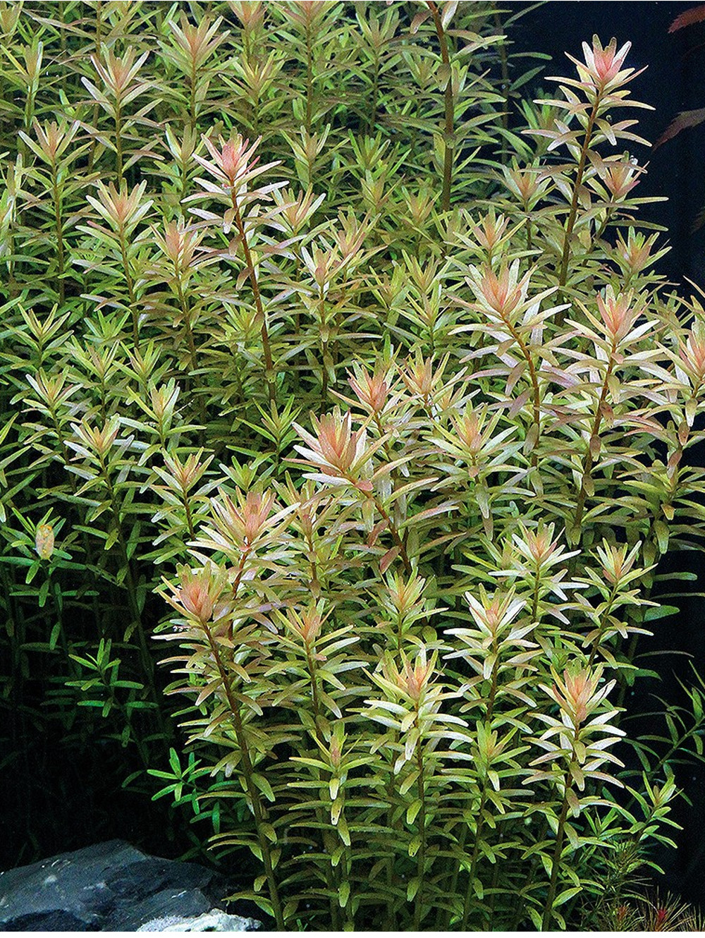 Rotala Rotundifolia