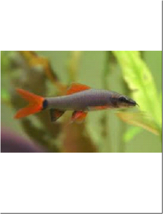 Tubarão Frenatus