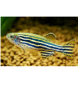 Danio Zebra