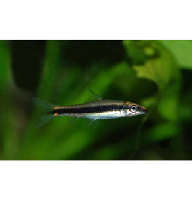 Crossocheilus Siamensis