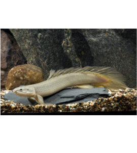 Polypterus senegalus