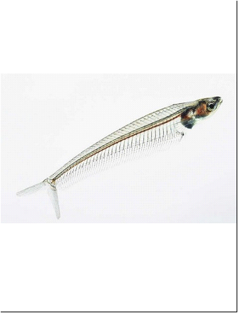 Peixe Vidro