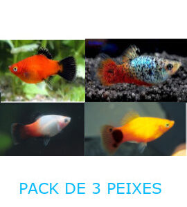 Platy - Pack de 3 peixes