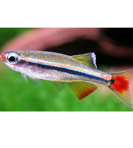 Tanichthys Albonubes