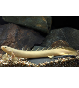 Polypterus senegalus albino