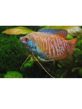 Colisa Lalia Macho
