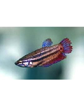 Betta Splendens Femea