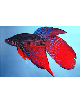 Betta Splendens Macho