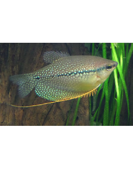 Gourami Pérola Femea