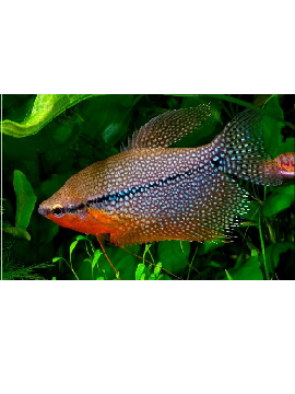 Gourami Pérola Macho
