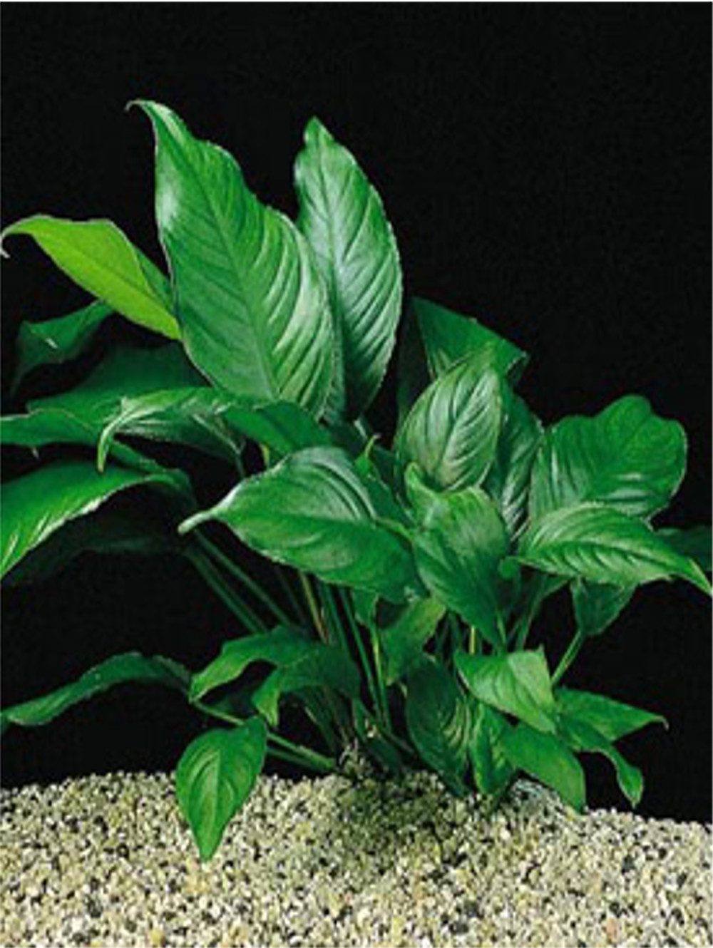 Anubias heterophyla