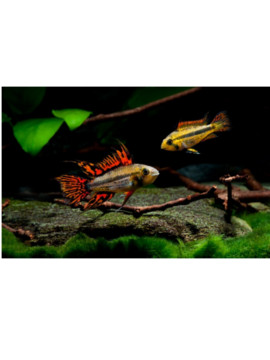 Apistogramma Cacatuoides Double Red