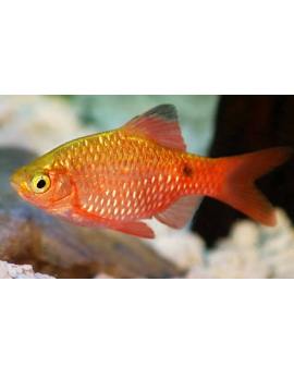 Barbo Conchonios