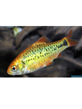 Barbo Sachsii Dourado