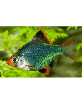 Barbo Tigre Verde