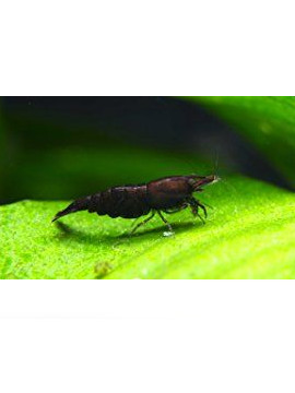 Camarão Neocaridina Chocolate