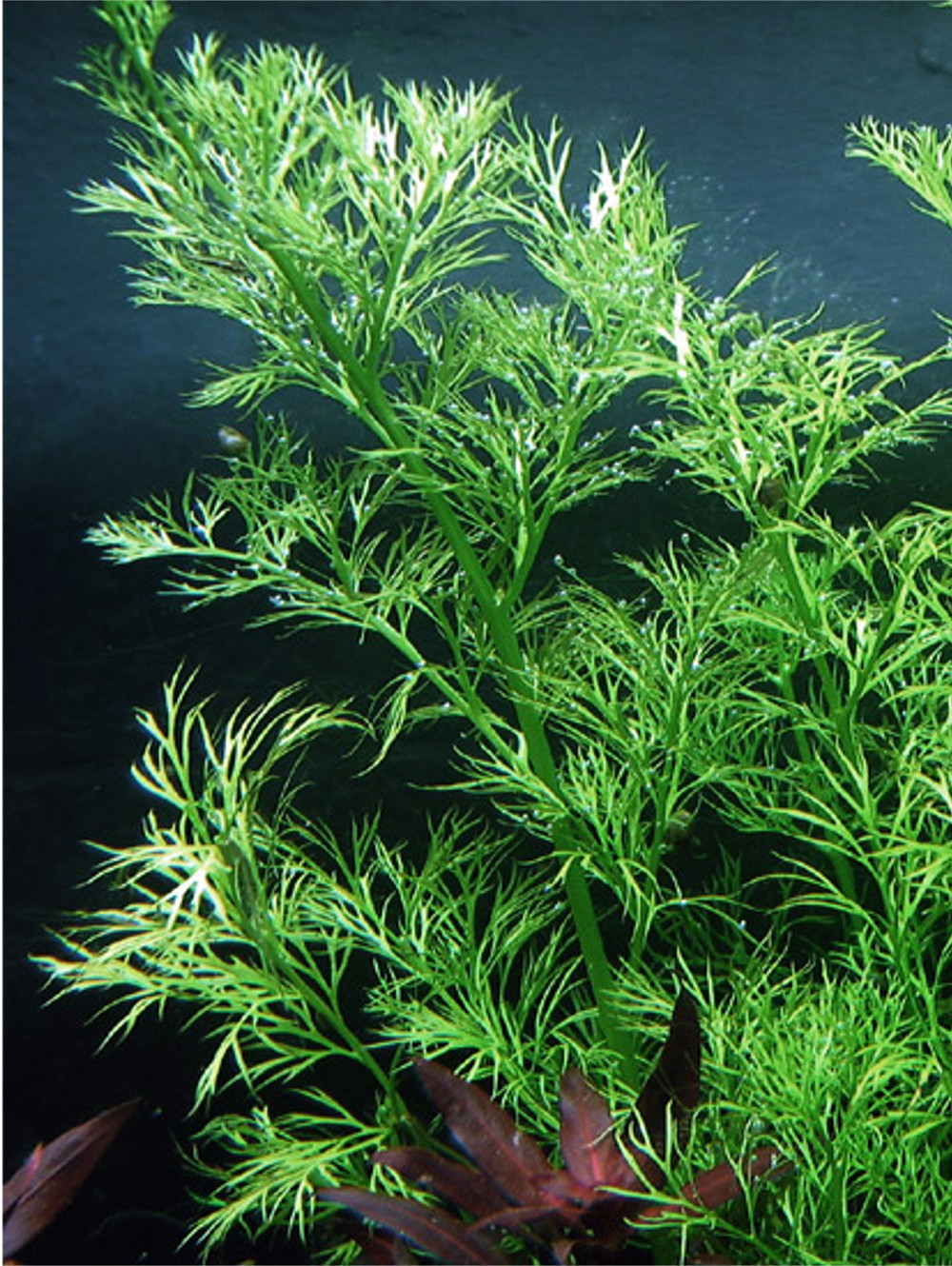 Ceratopteris thalictroides