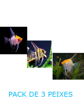 Escalar (Várias cores) - PACK 3 PEIXES