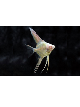 Escalar Albino