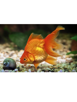 Oranda Sortida 5/6 cm