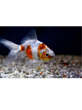 Fantail Calico