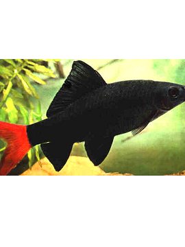 Tubarão Bicolor