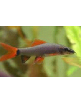 Tubarão Frenatus