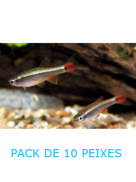 Tanichthys Albonubes - PACK 10 PEIXES