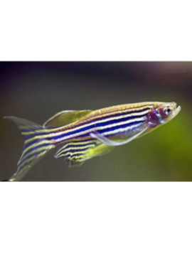 Danio Zebra Véu