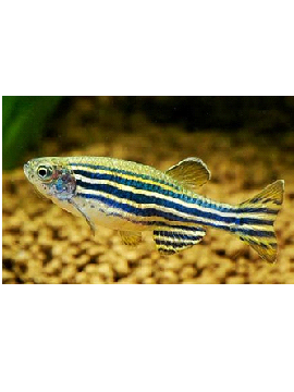 Danio Zebra