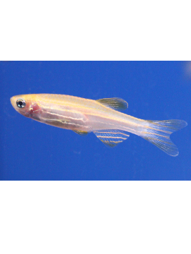 Danio Zebra Branca