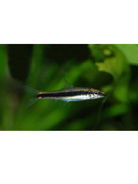 Crossocheilus Siamensis