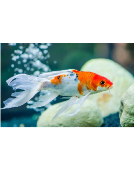 Carpa Koi de Véu tamanho M 12/15cm