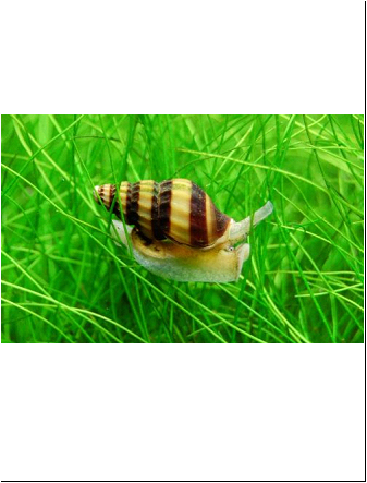 Caracol Helena- Come Caracois