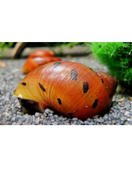 Caracol Neritina Red Spoted