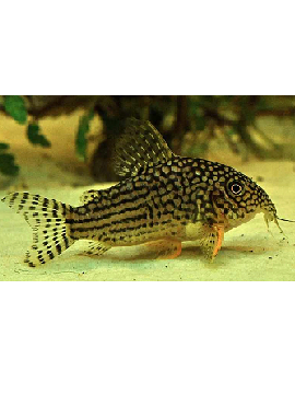Corydora Sterbai