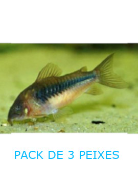 Corydora Aeneus - Pack 3