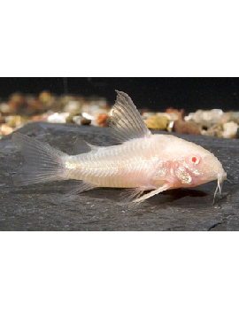 Corydora Albina