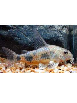 Corydora Paleatus