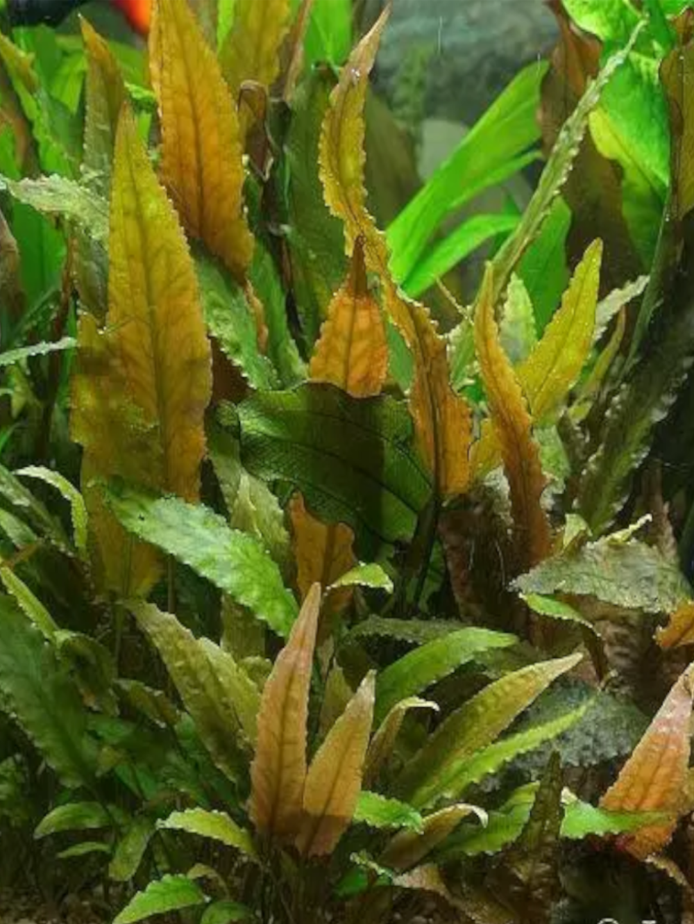 Cryptocoryne wendtii Tropica