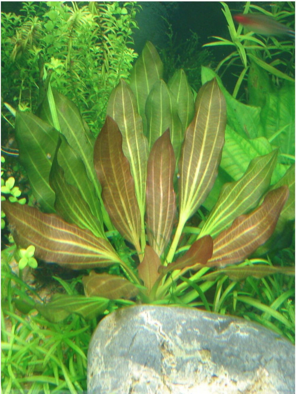 Echinodorus x Red Devil