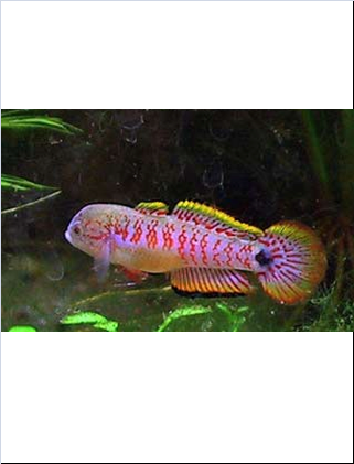Tateurndina ocellicauda (Macho)