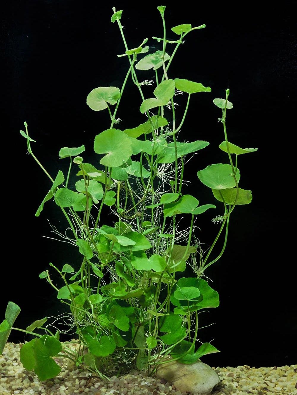 Hydrocotyle leucocephala