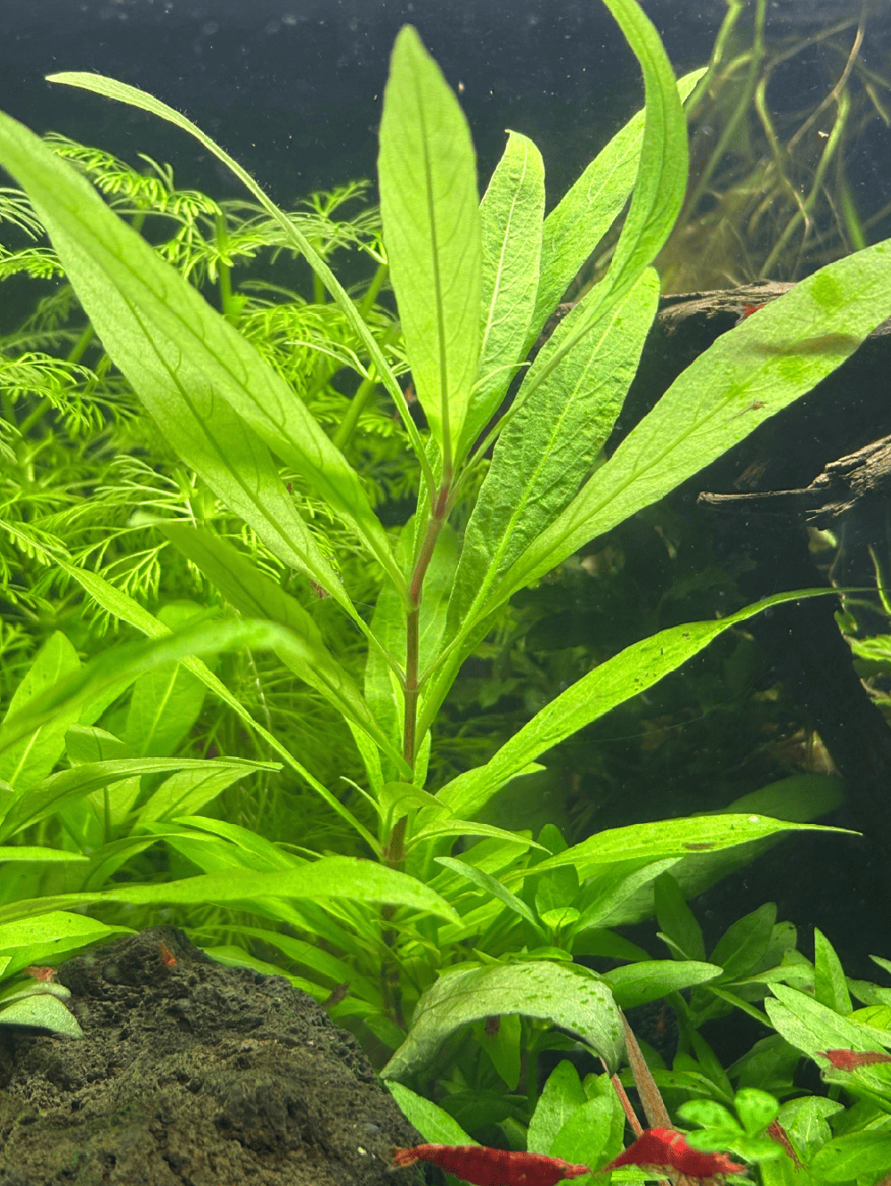 Hygrophila Polysperma