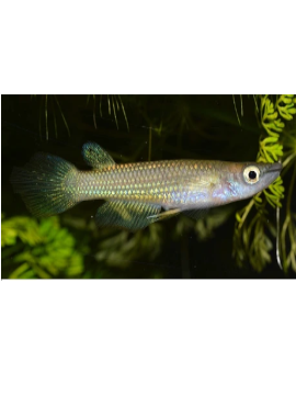 Kilie-Aplocheilus Lineatus Femea