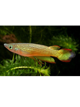Kilie-Aplocheilus Lineatus Macho