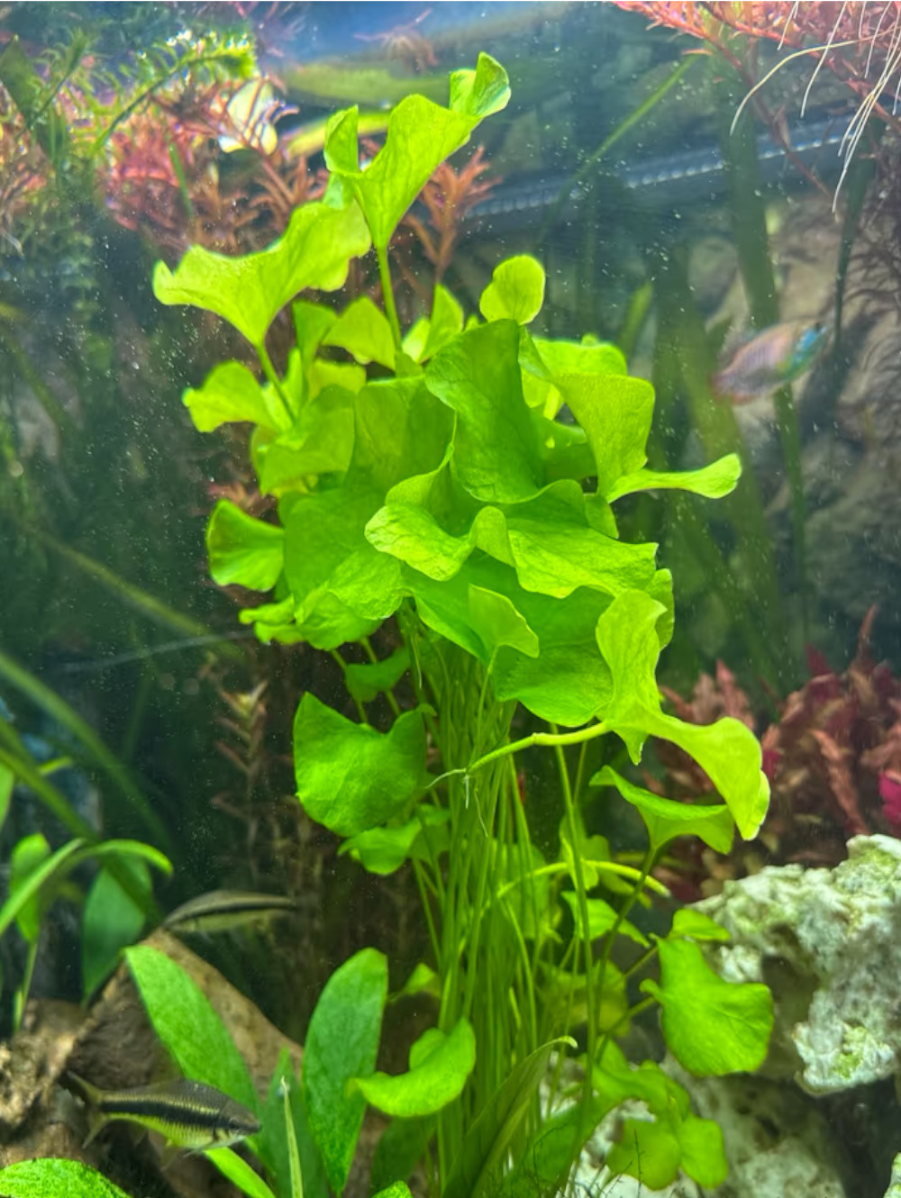 Nymphoides sp. Taiwan Flipper