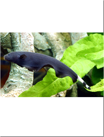 Peixe Faca Preto
