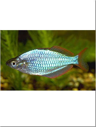 Melanotaenia praecox