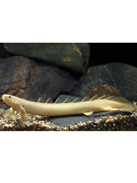 Polypterus senegalus albino
